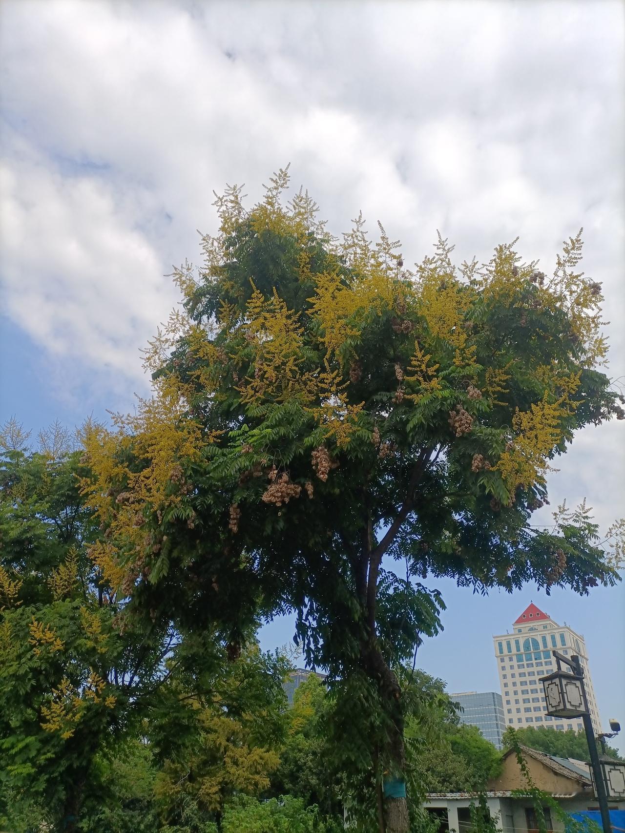 【秋之韵·树叶尖儿悄悄染了点黄】分享手机里随手拍的风景照
树叶尖儿悄悄染了点黄，