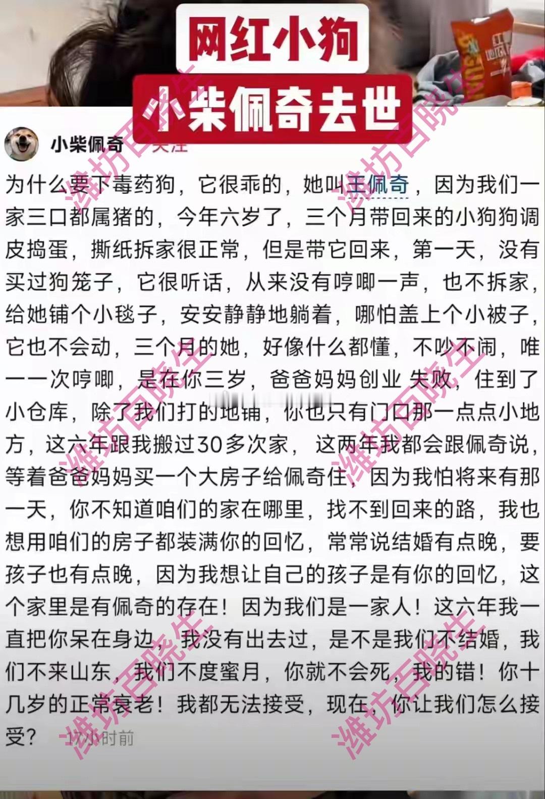 网红柴犬佩奇中毒死亡看到网红柴犬“佩奇”在山东老家被毒死的消息，真的太让人心疼了