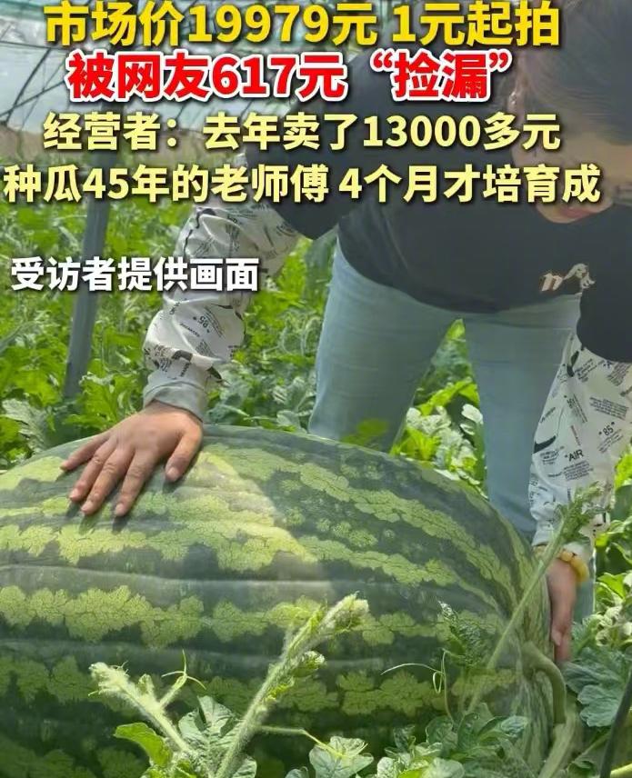 刷到个特别有意思的新闻，120斤的巨型瓜王1块钱起拍，前后抢了68轮，最后居然只