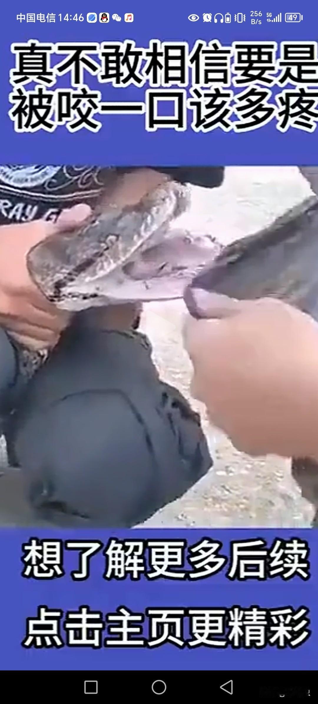 蟒蛇牙齿，被蟒蛇咬住很难甩开的原因。
并非蛇只有前面两颗大牙，而是🈵嘴都是牙齿