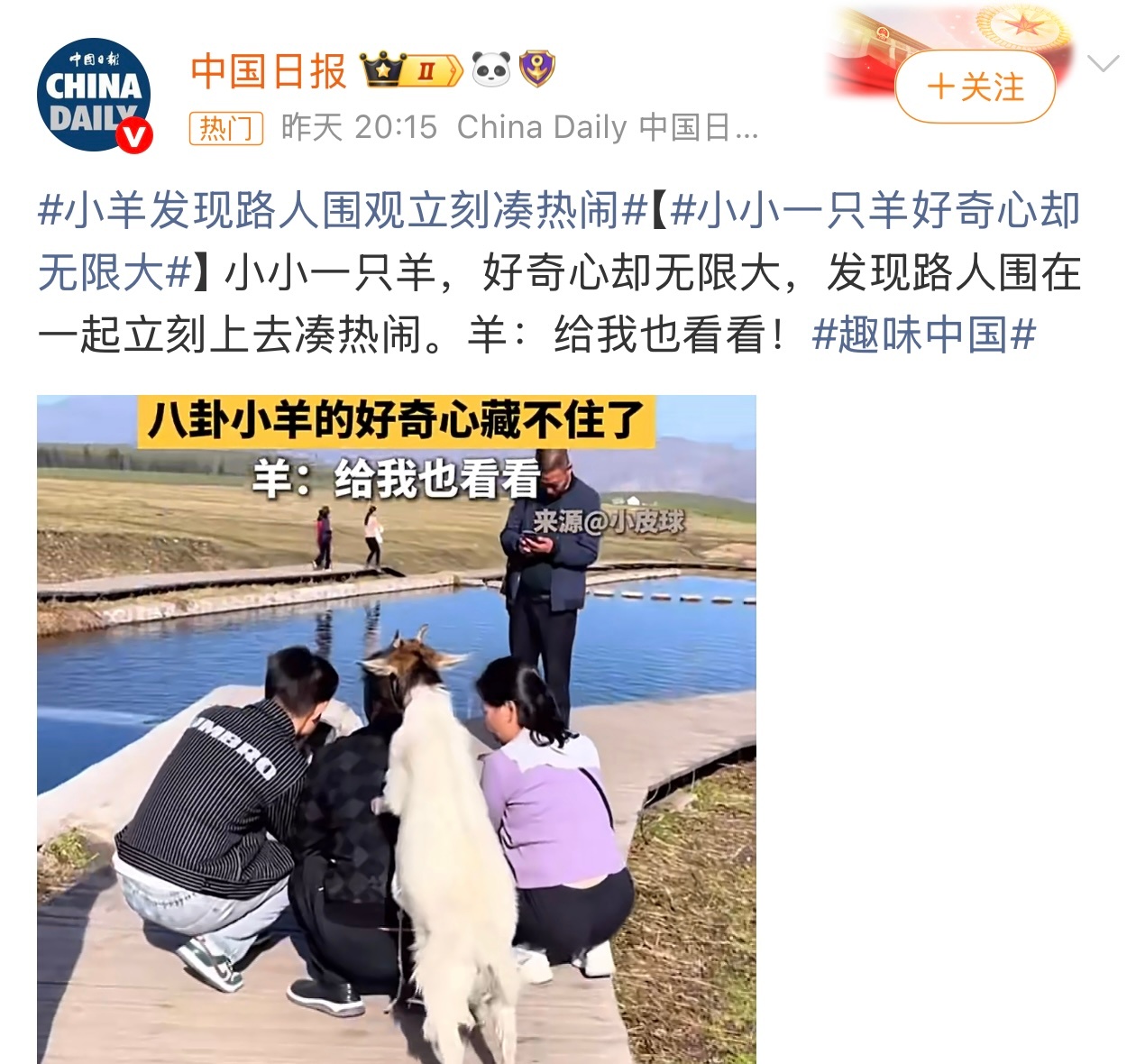小羊发现路人围观立刻凑热闹还挺有好奇心。这个你怎么看？ 