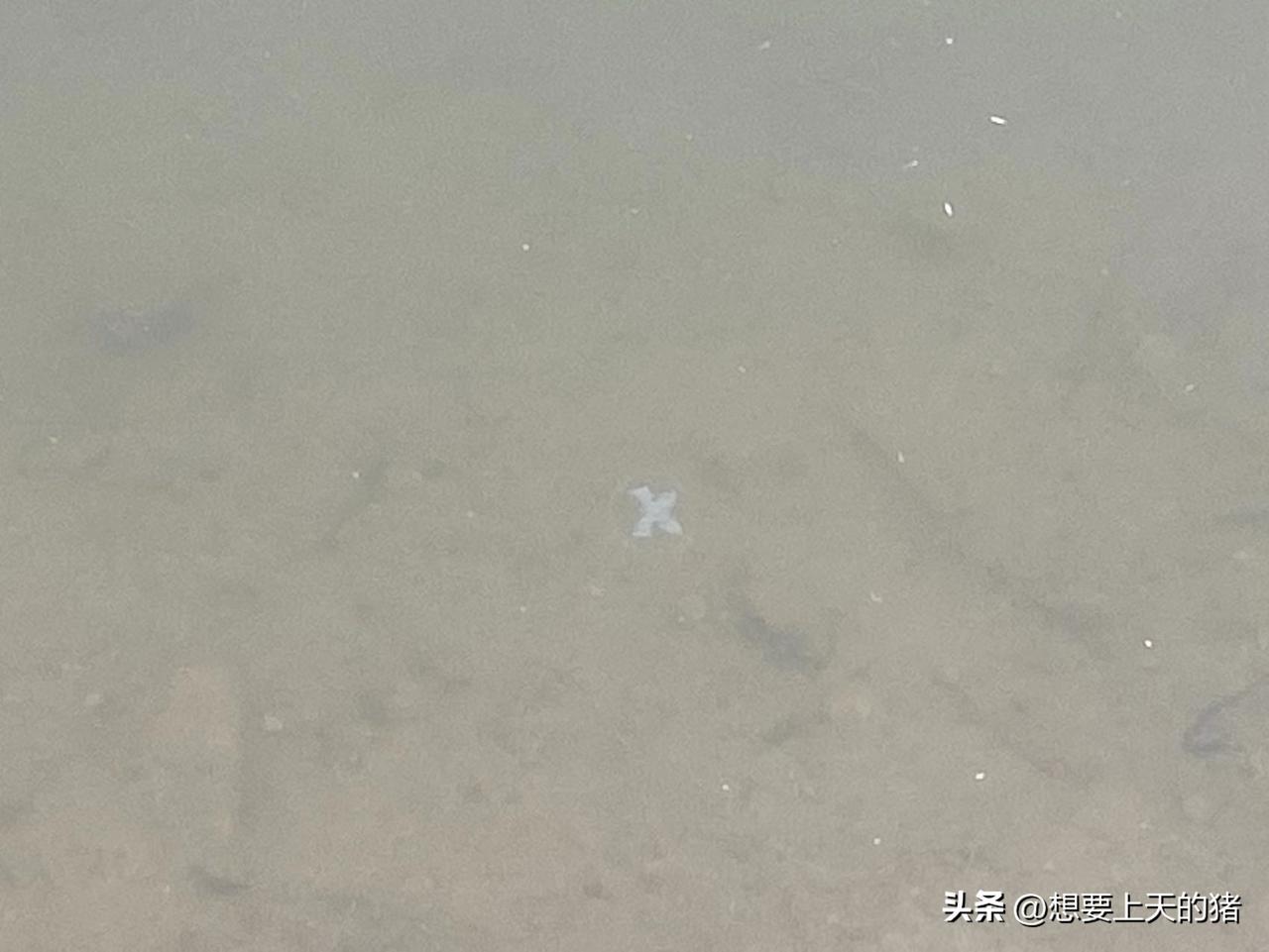 淡水也有水母的！
一直以为只有海里才有水母，今天在湖边发现，湖里竟然也有水母。