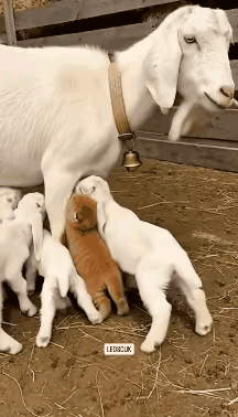愤怒的妈妈！这一幕太真实，看完瞬间破防
 
        谁能想到，动物界的母