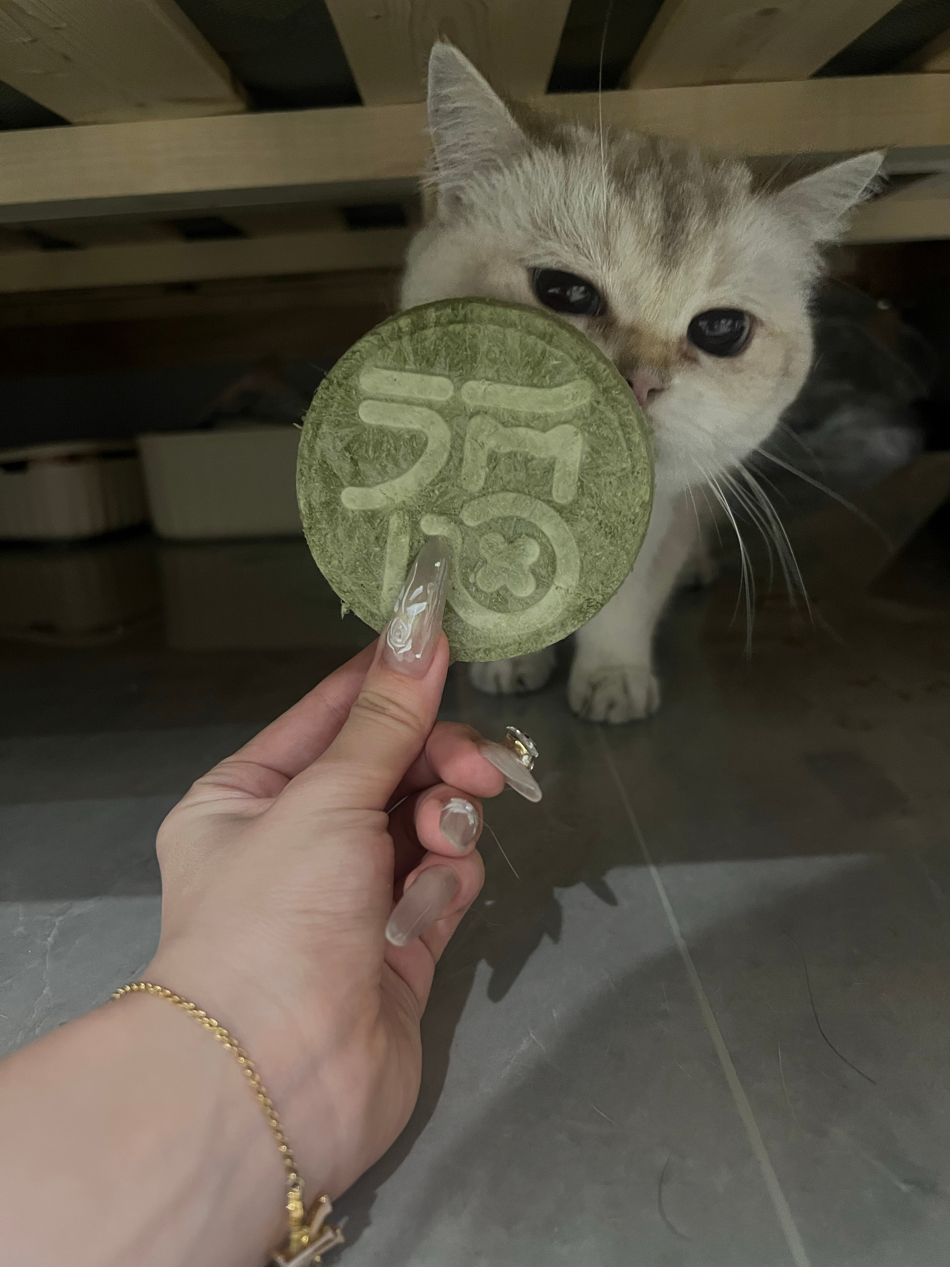 肉肉要有妹妹啦！ ​​​