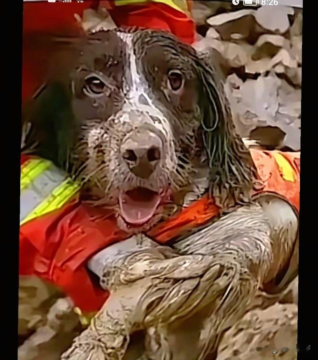 夏日生活打卡季救援一线，致敬无言功臣搜救犬！灾害现场，消防员逆行冲锋，还有搜救犬