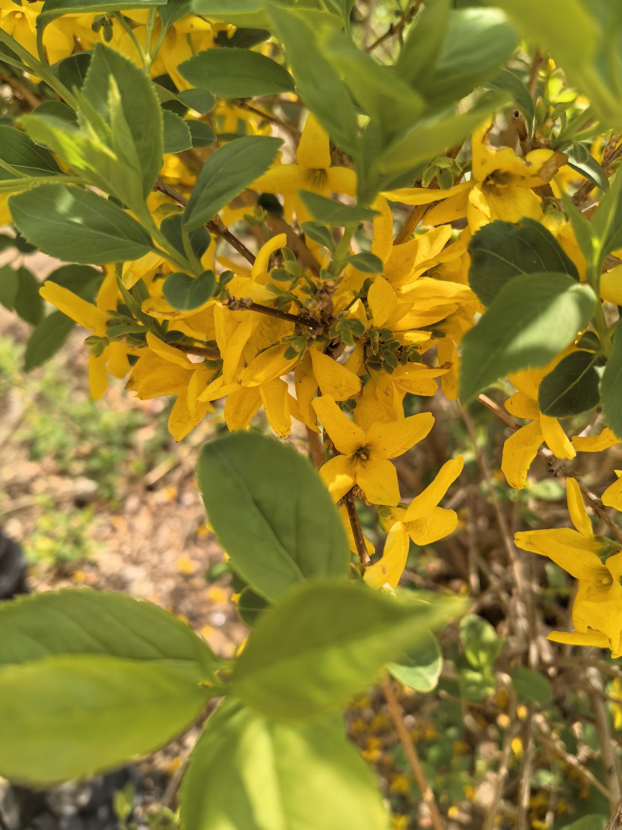迎春花长出绿叶，
半生已过，珍惜当下美好吧。