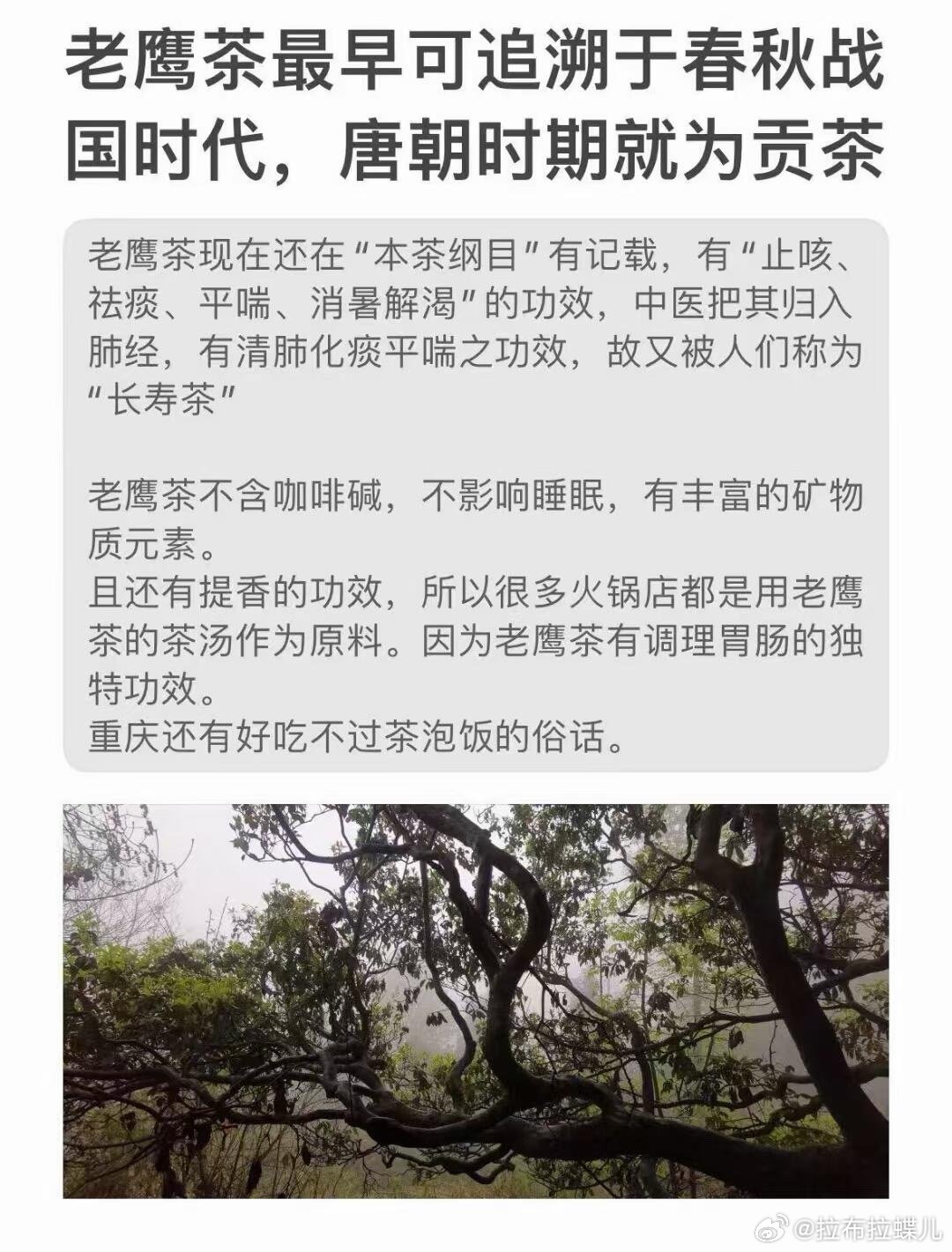 重庆人花式降温大法重庆老板推荐的老鹰茶是什么茶第一次听说诶，乔木古树茶，长在悬崖
