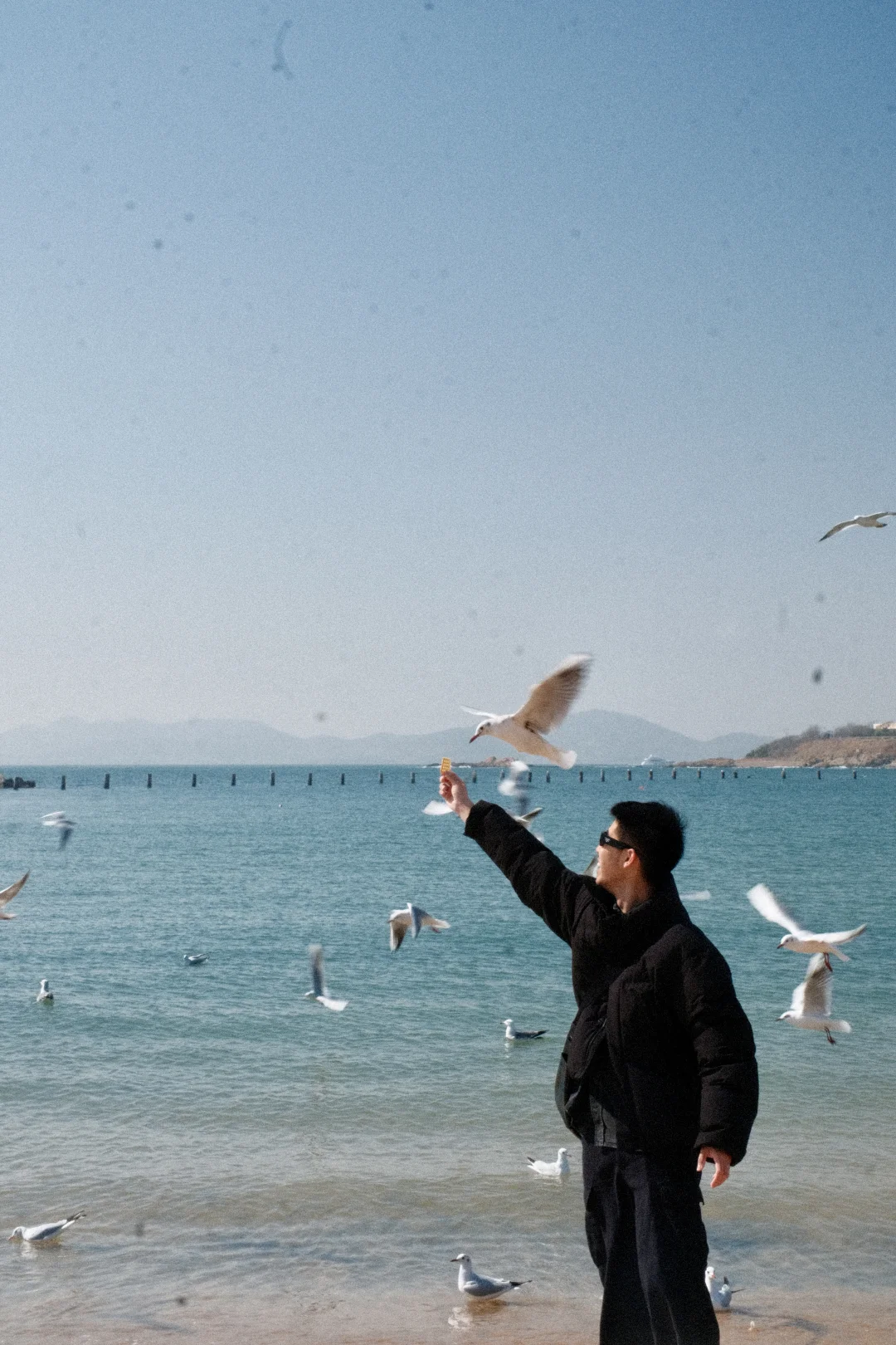青岛的海鸥还是太权威了