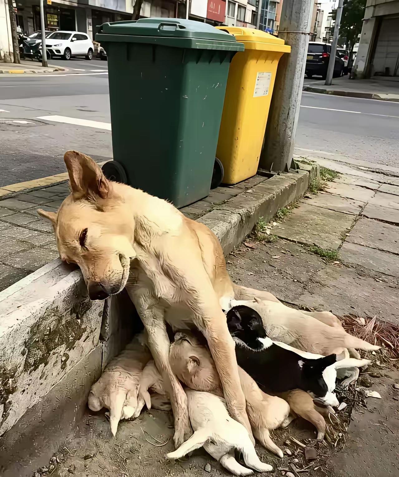 万物皆有母爱，狗狗也是如此。