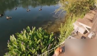 “吓得鸭子不敢靠岸 ”......北京亮马河边惊现外来入侵物种，千万别碰！

我