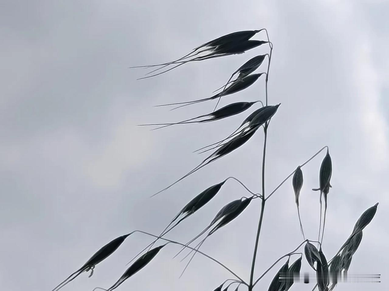 花如燕，真如其名，它的花朵像列队的燕子一样。

野燕麦，禾本科燕麦属植物（学名：