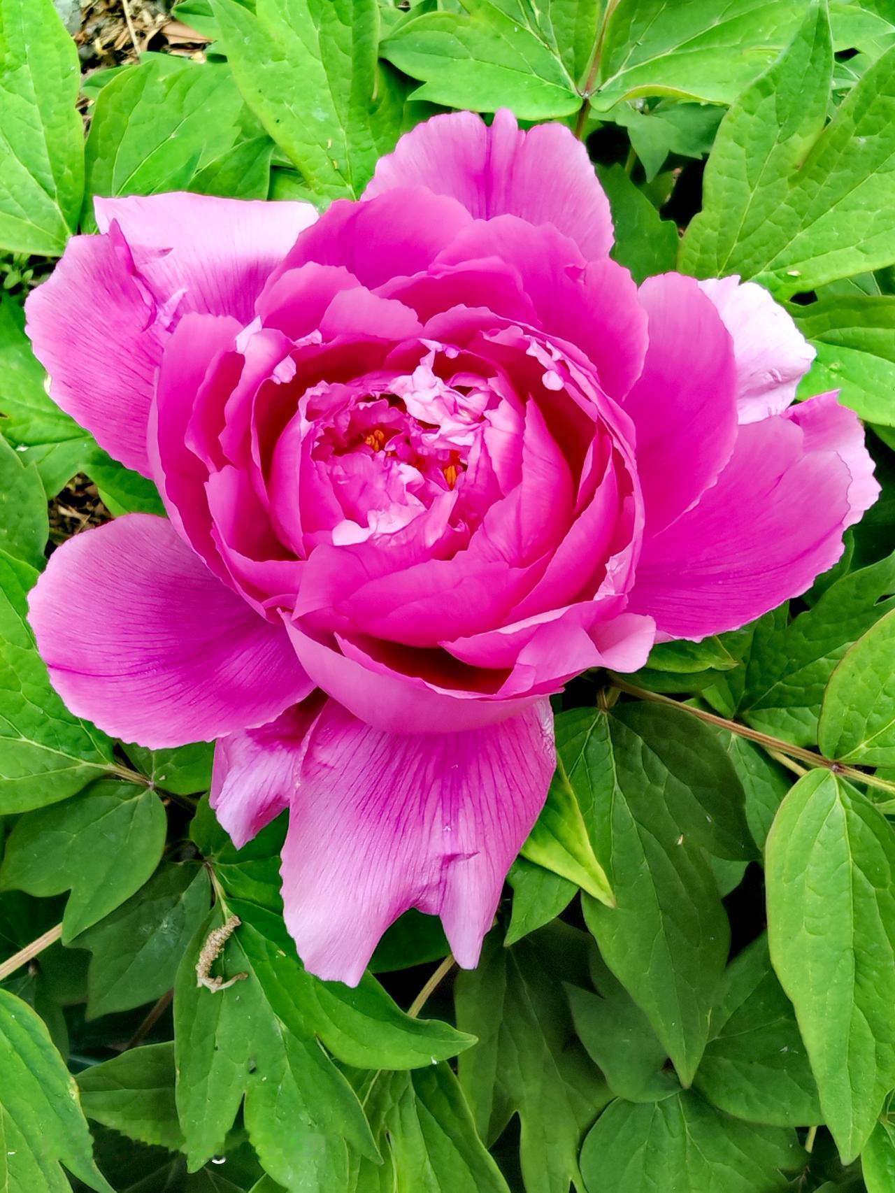 北京太阳宫公园简直是牡丹爱好者的福地！4月16日，2026年北京牡丹文化节暨太阳