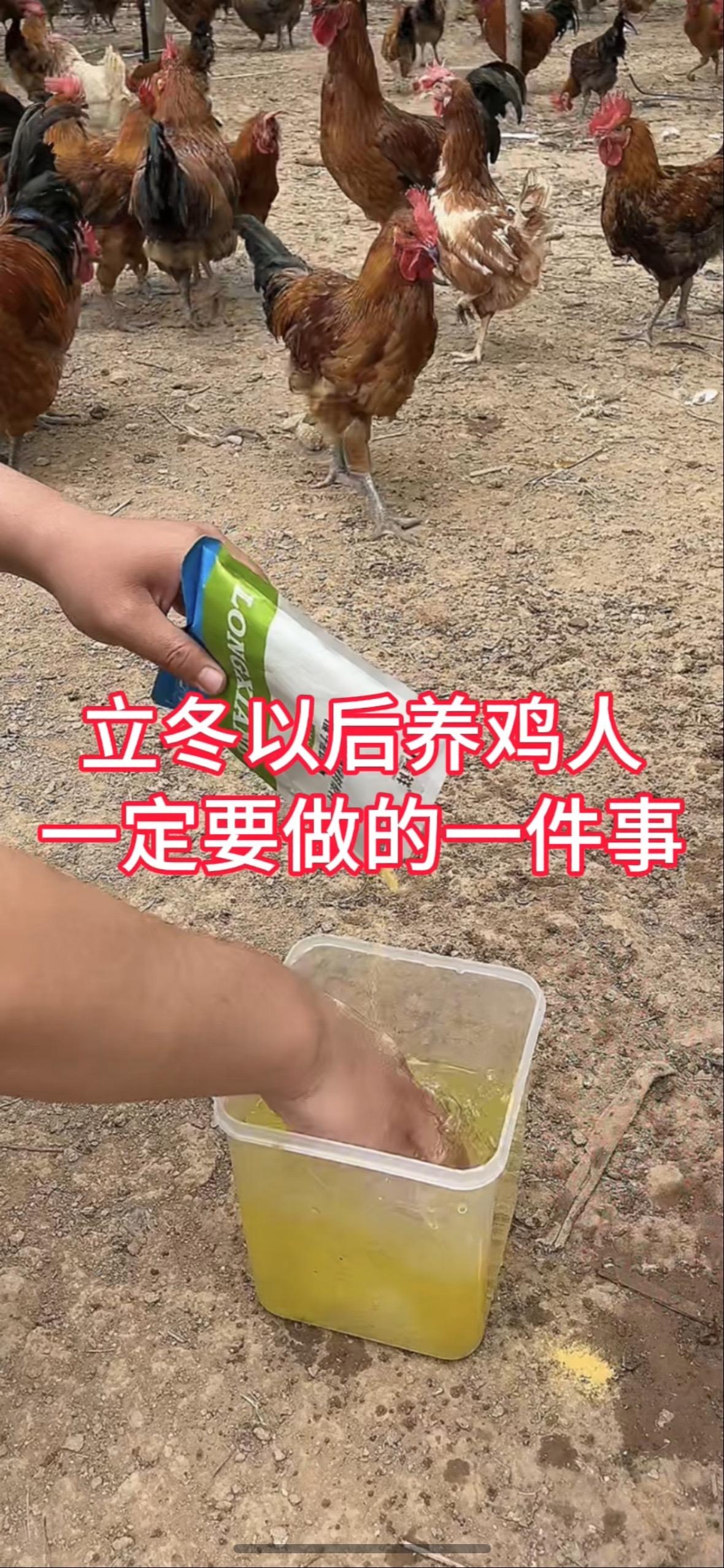 养鸡不生病小妙招 生态散养土鸡 养殖小妙招 抖音养鸡人 鸡病咨询