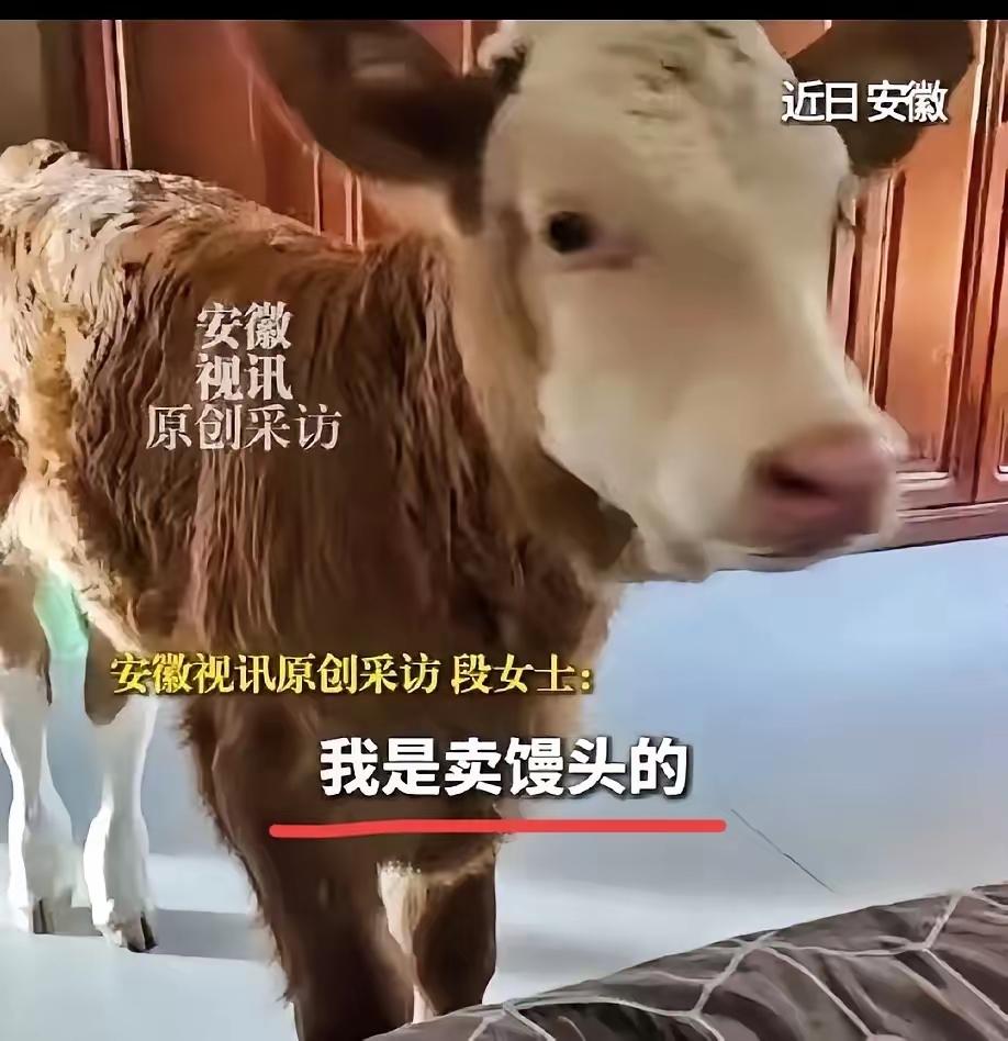 安徽一卖馒头的大姐，路过一家屠宰场时，撞见一头新生小牛被取出后丢弃在了路边。大姐