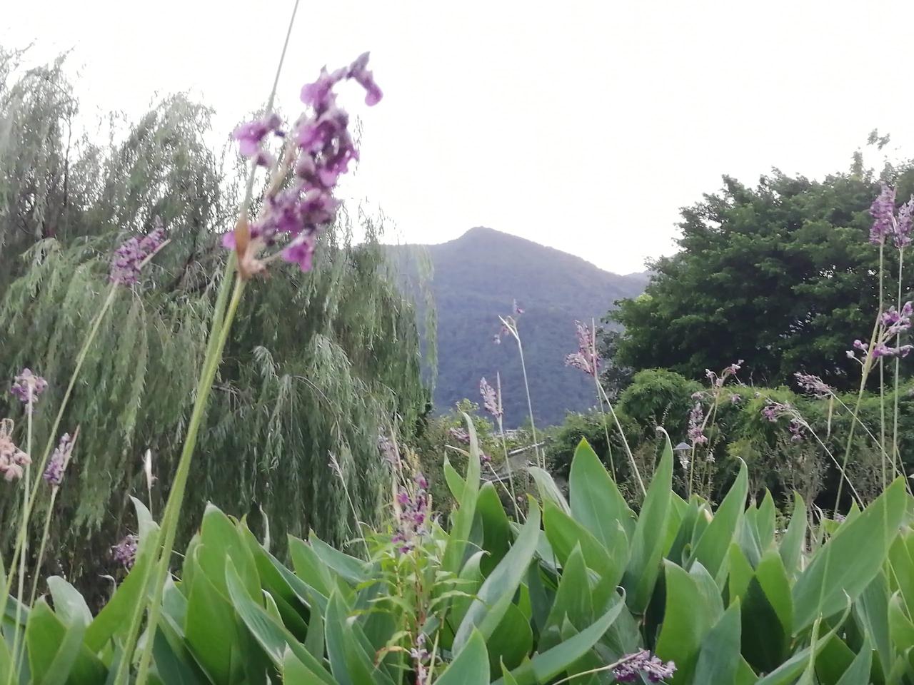 儿子发5天高烧不退，只好一天喂他三至四次的退烧药于第6天退烧了，但整晚咳嗽就喂了