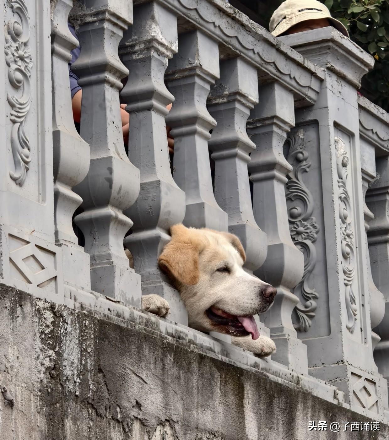 你们看看，这位拿着手机嬉皮笑脸拍照的男人是不是很可恶？狗狗头卡住那么难受，不第一