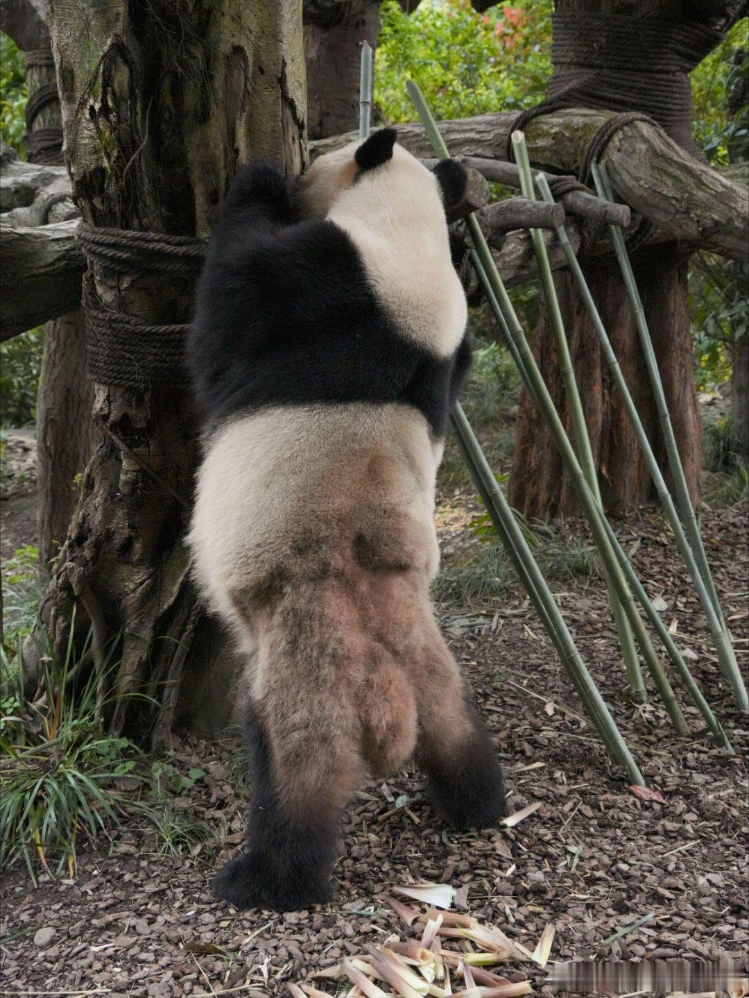 好久没看梅兰肉肉了，被肉肉现在脱毛状态吓到了！身体出现严重脱毛情况！梅兰在两个月