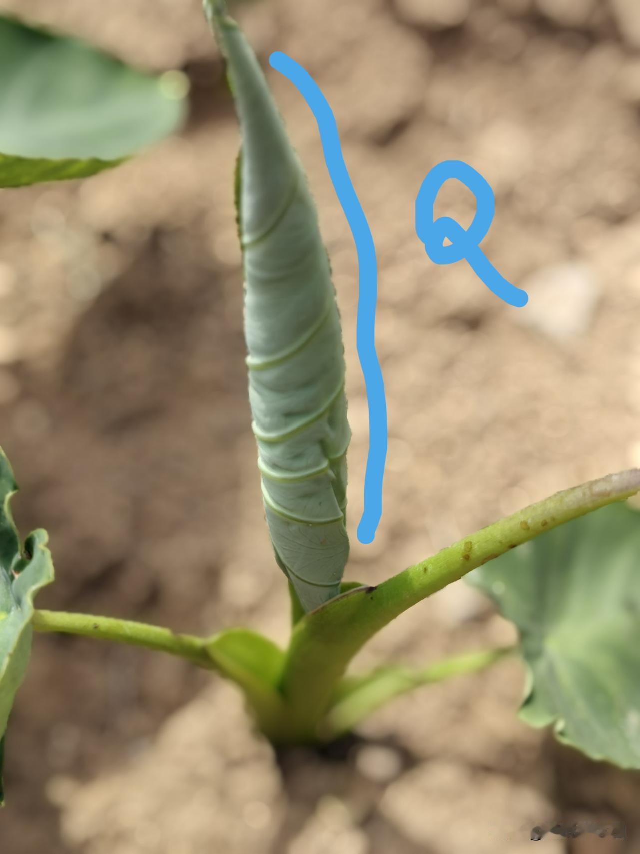 瞎勤快不仅难赢高产，还会让你一输再输。

我举3个瞎勤快的例子——

小园友种芋