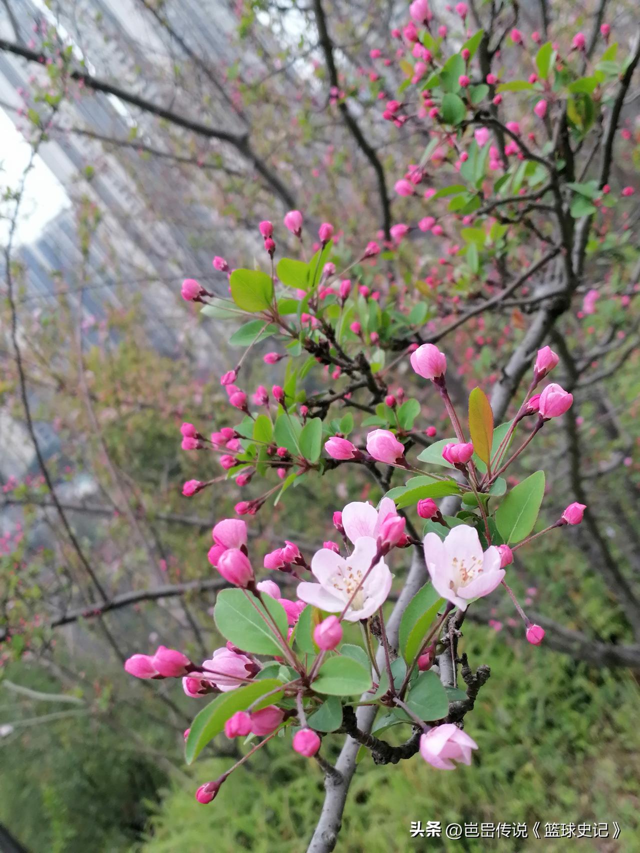 分享一张你相册的拍的花