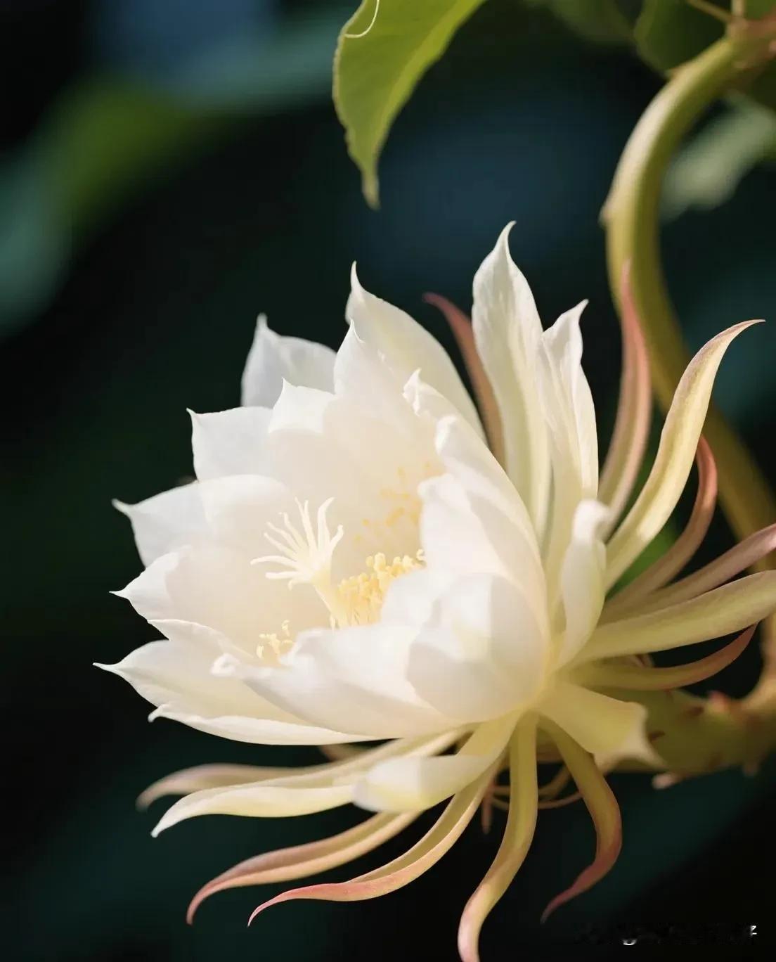 我家的昙花如约而至，去年开了三五朵，今年只开了一朵，可能是我照顾的不够好。

昙
