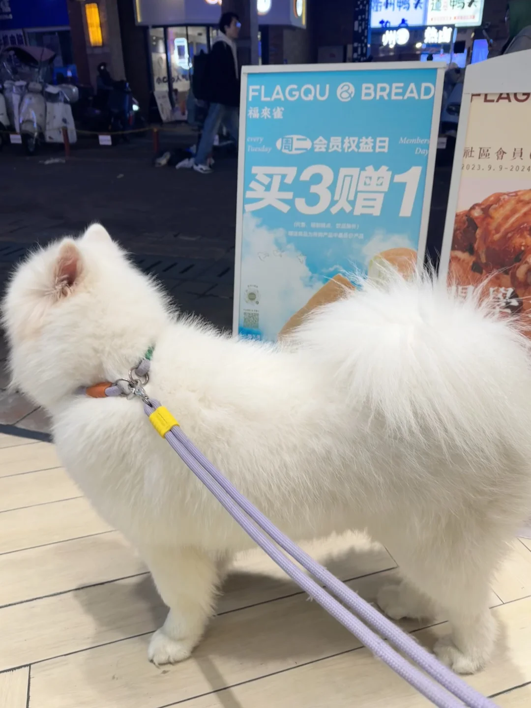 偶遇萨摩耶时，你会主动摸摸他吗