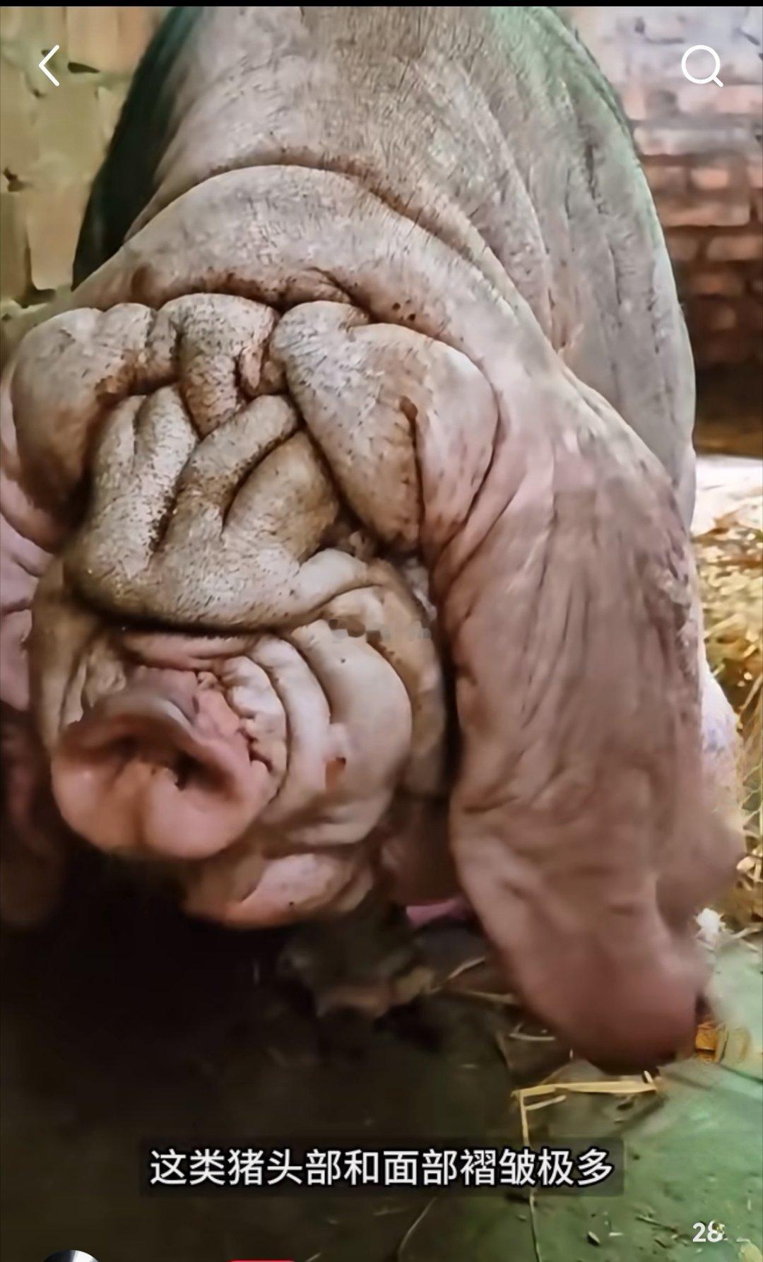 这不是AI图，也不是变异，而是中国的土产、猪中的“沙皮”——太湖猪。 