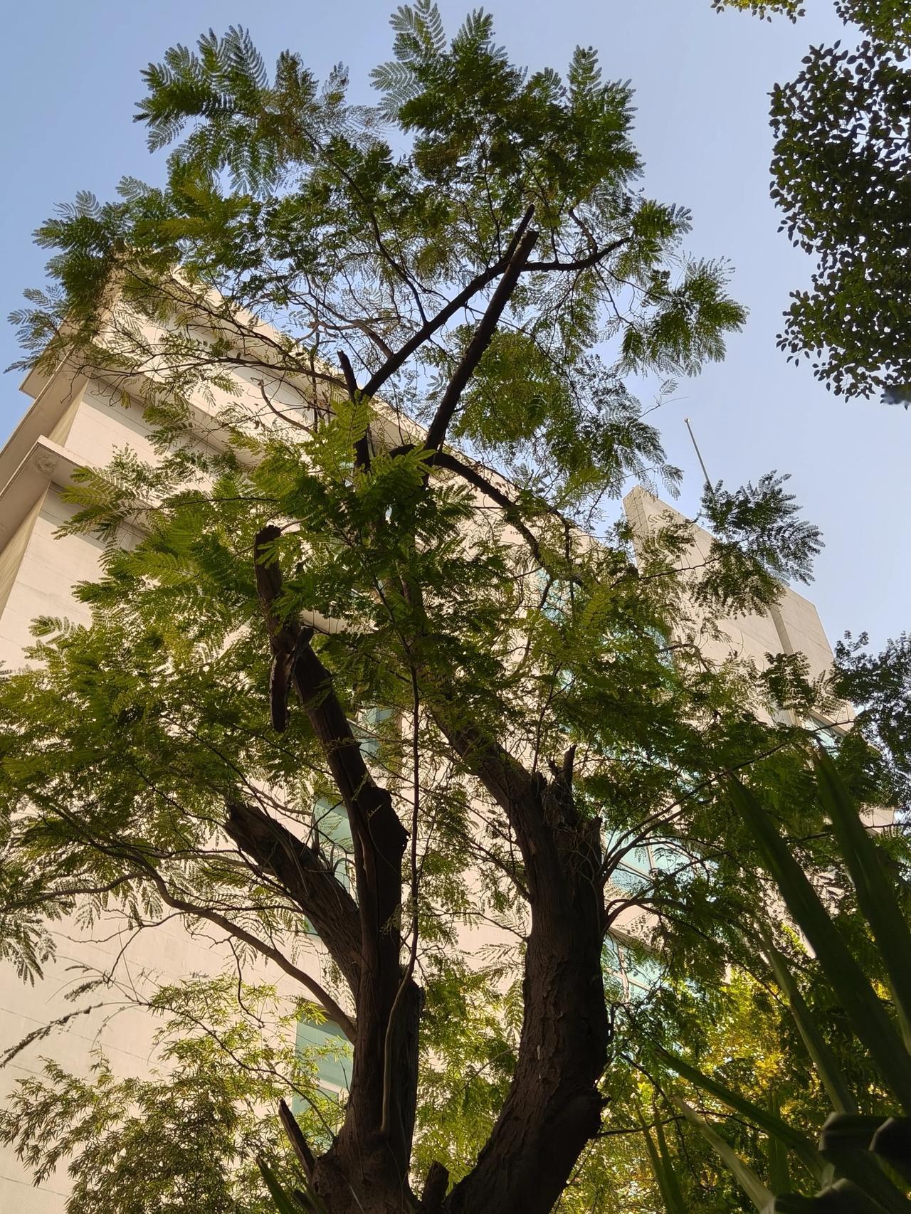 友友们帮忙数数看
照片中一共🈶多少
树种～[我想静静]

冬日随手拍树🌲实景