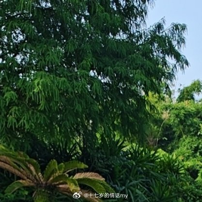 你知道，有些鸟儿是注定不会被关在牢笼里的，它们的每一片羽毛都闪耀着自由的光辉 