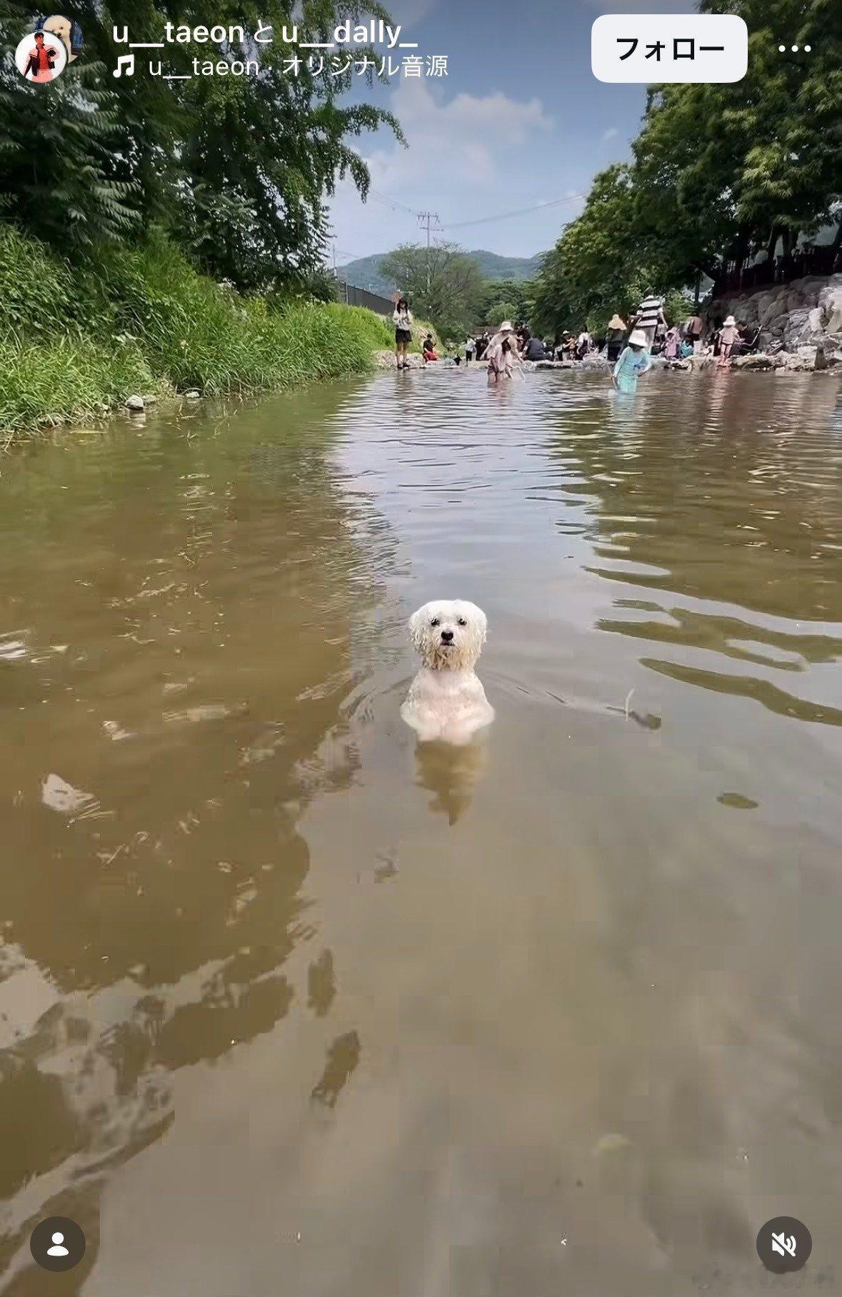 最近在Instagram上看到的狗，太像人了