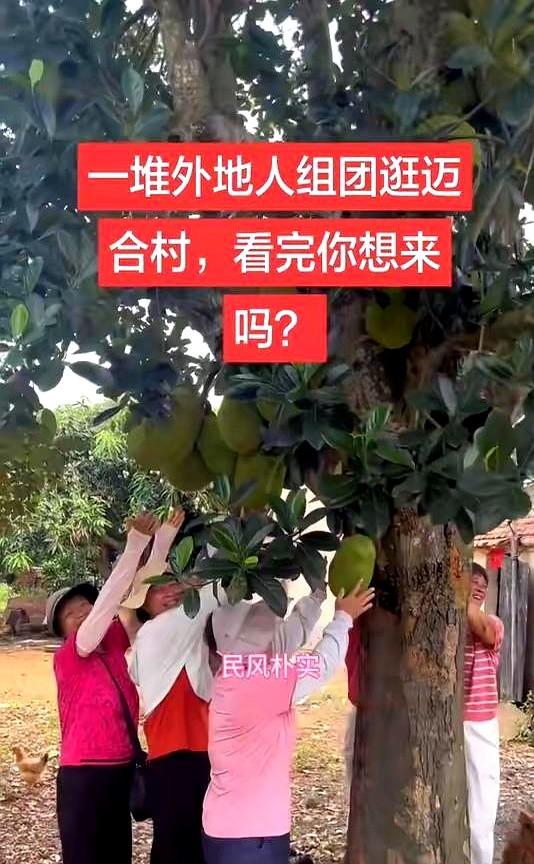 谁说迈合村凉了？
全红婵爸爸的商店一直开着门，村口的甘蔗摊也照常出摊。
游客们带