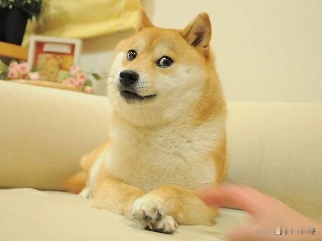 【[狗头]】“保命狗头”表情包原型、柴犬