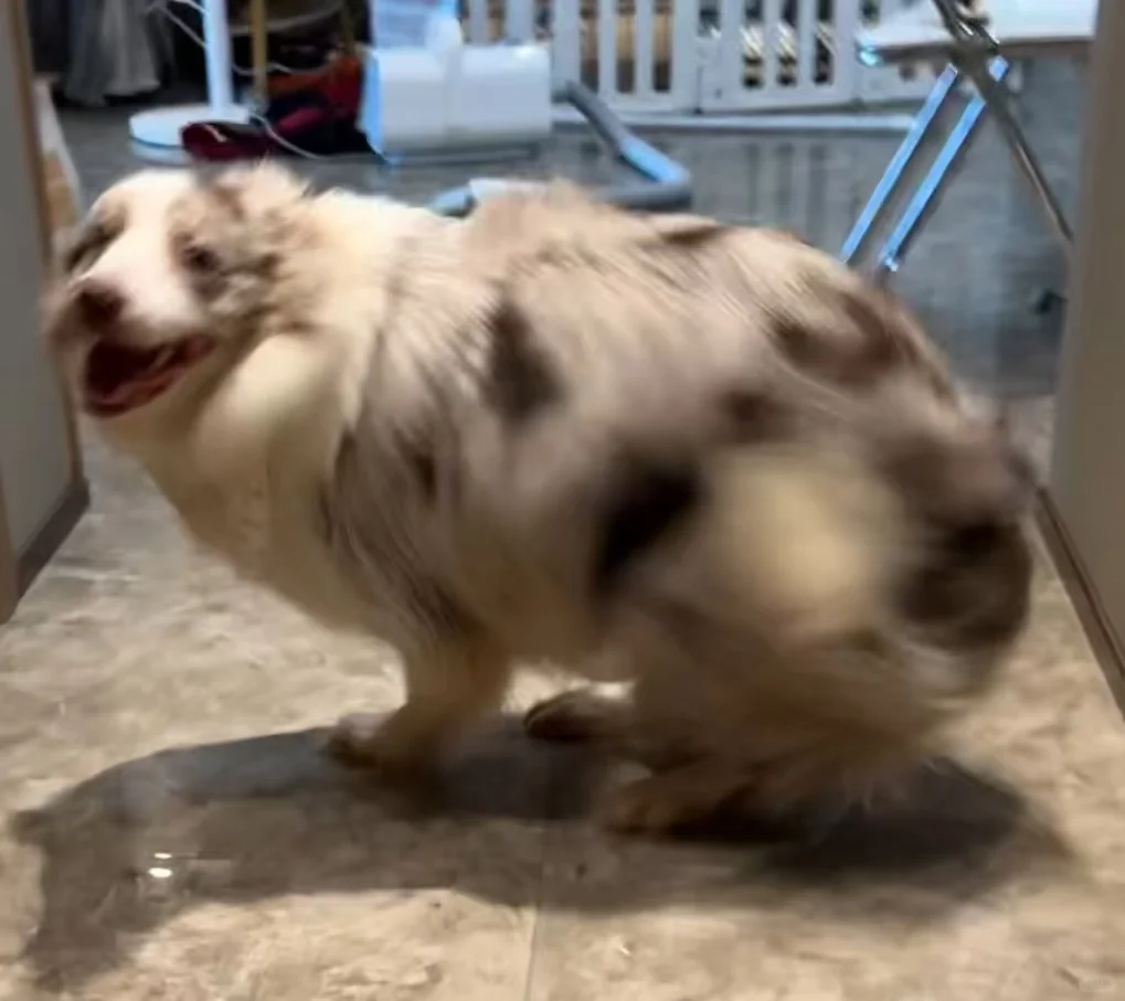 新物种：边牧猪