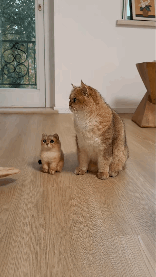 吓得猫咪都懵了～