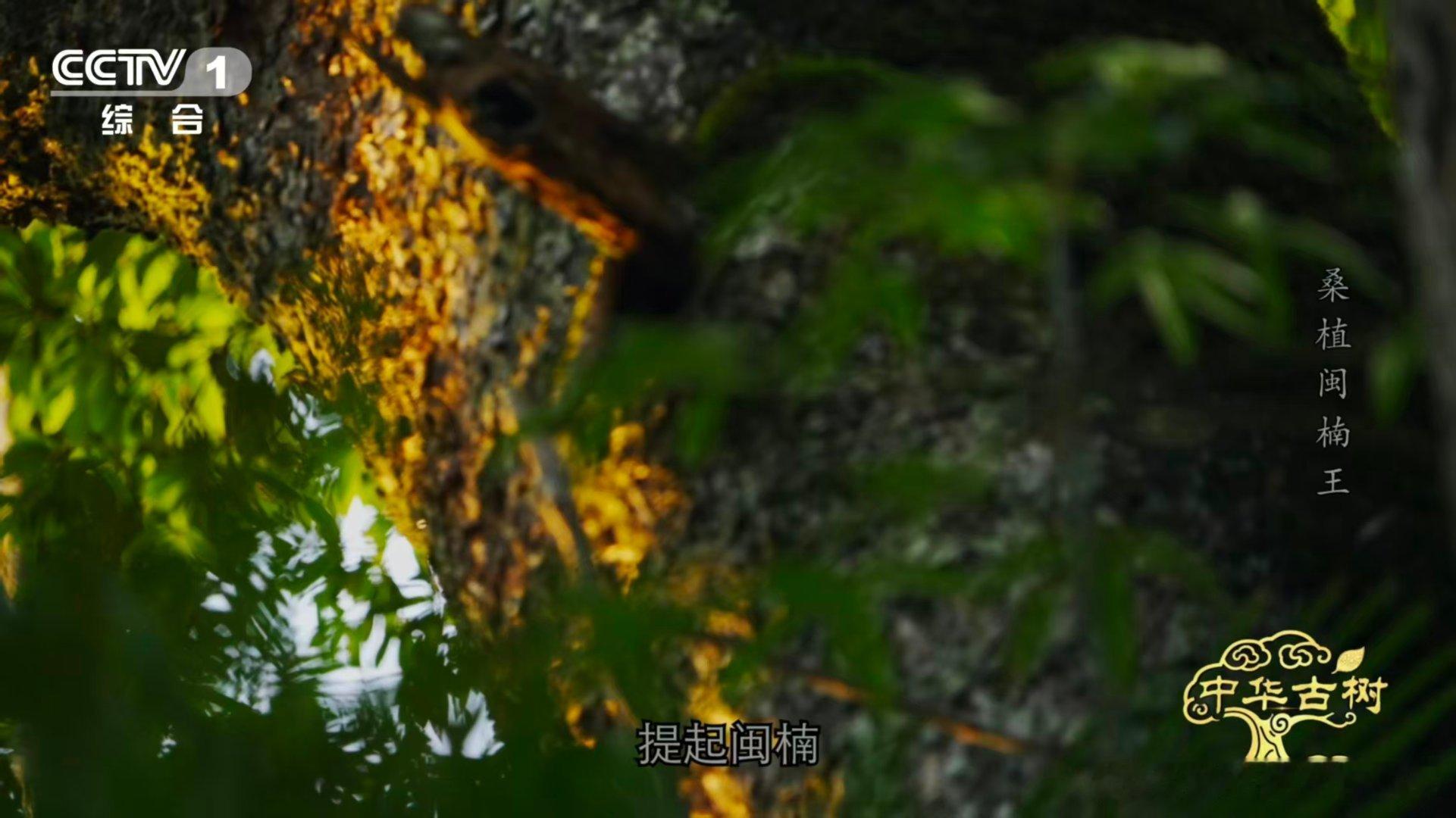 原来金丝楠木不是一种树村口约510年的古树有金色光泽 村口这株510年的古树竟然