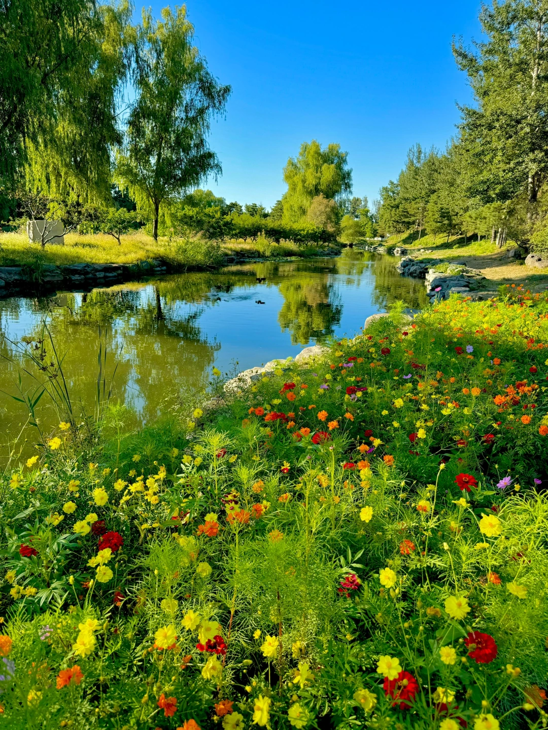 9.22实况！圆明园的秋天，美得就像油画一样🌼