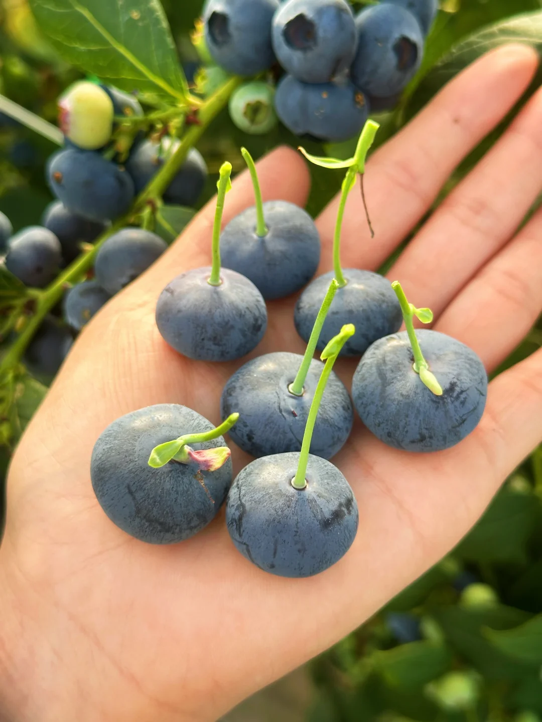 吃蓝莓真的要吃花香蓝莓，嘎嘣脆蜜香蜜甜！