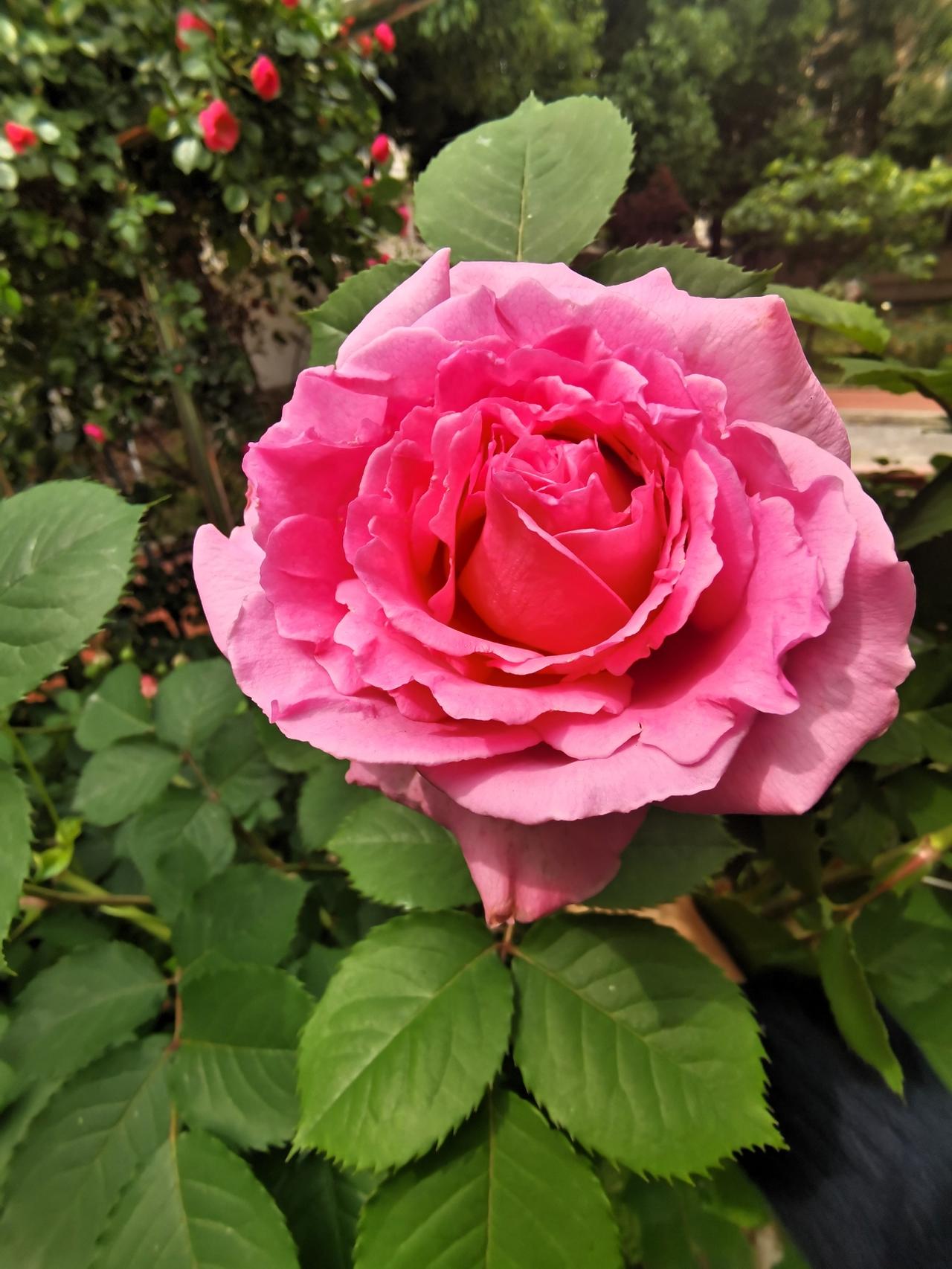 晒图笔记大赛生活小区的春天，，随手拍照记录春日生活中的美好瞬间，