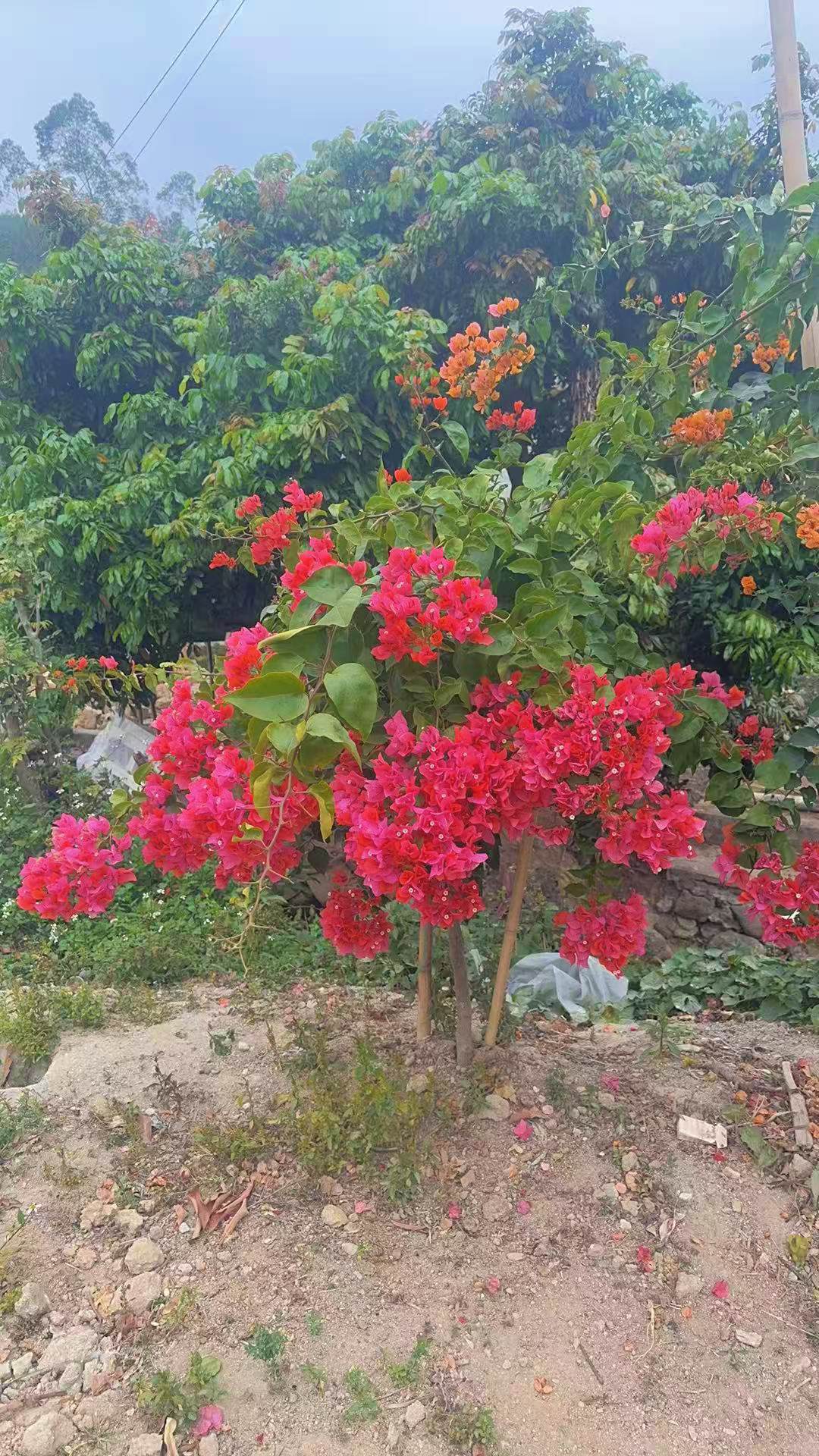 乡村味道 农村美味