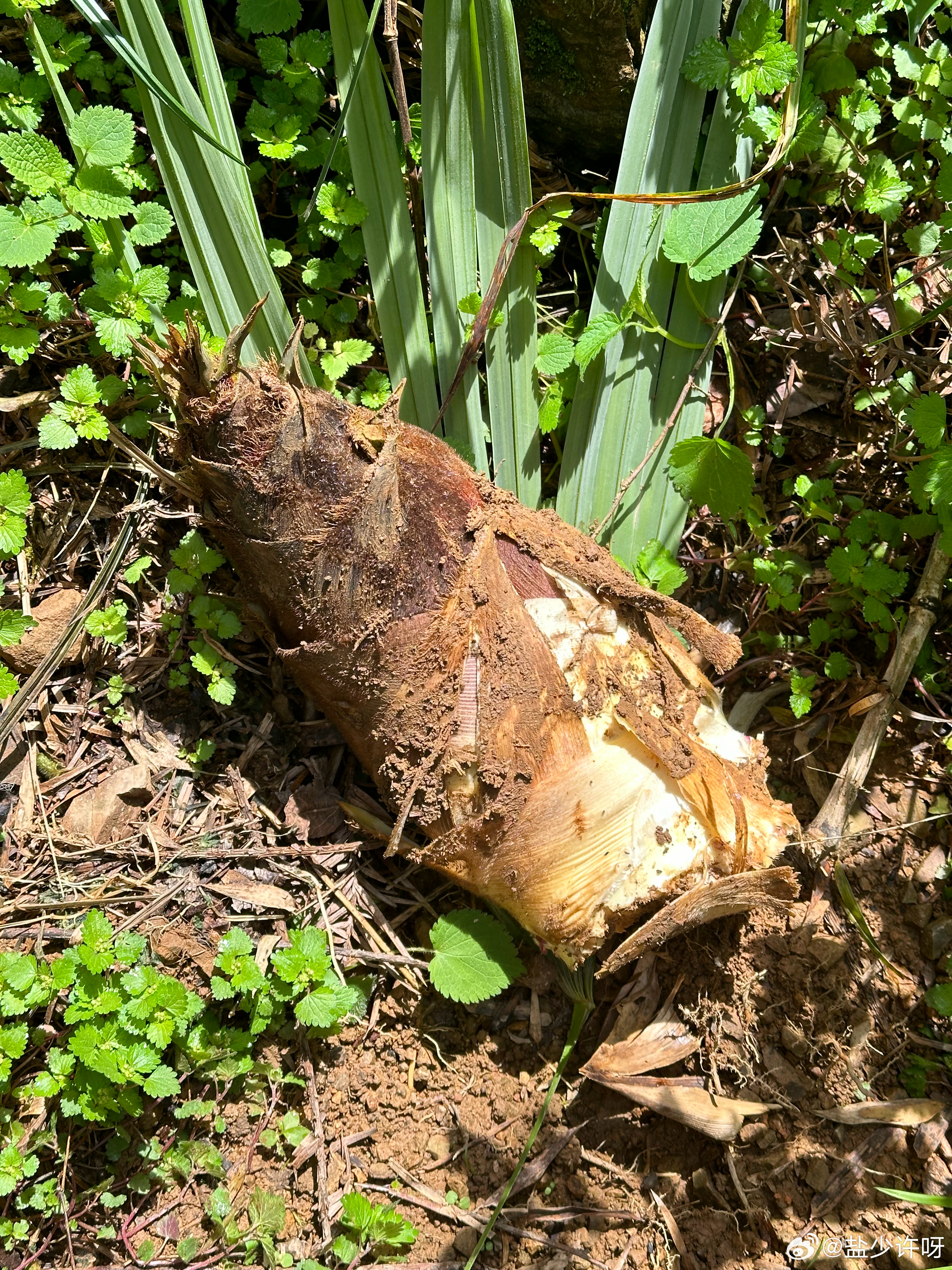 PLOG.120 [微风]盐盐的日常天气好和朋友一起去山上打野啦！挖了竹笋，野葱