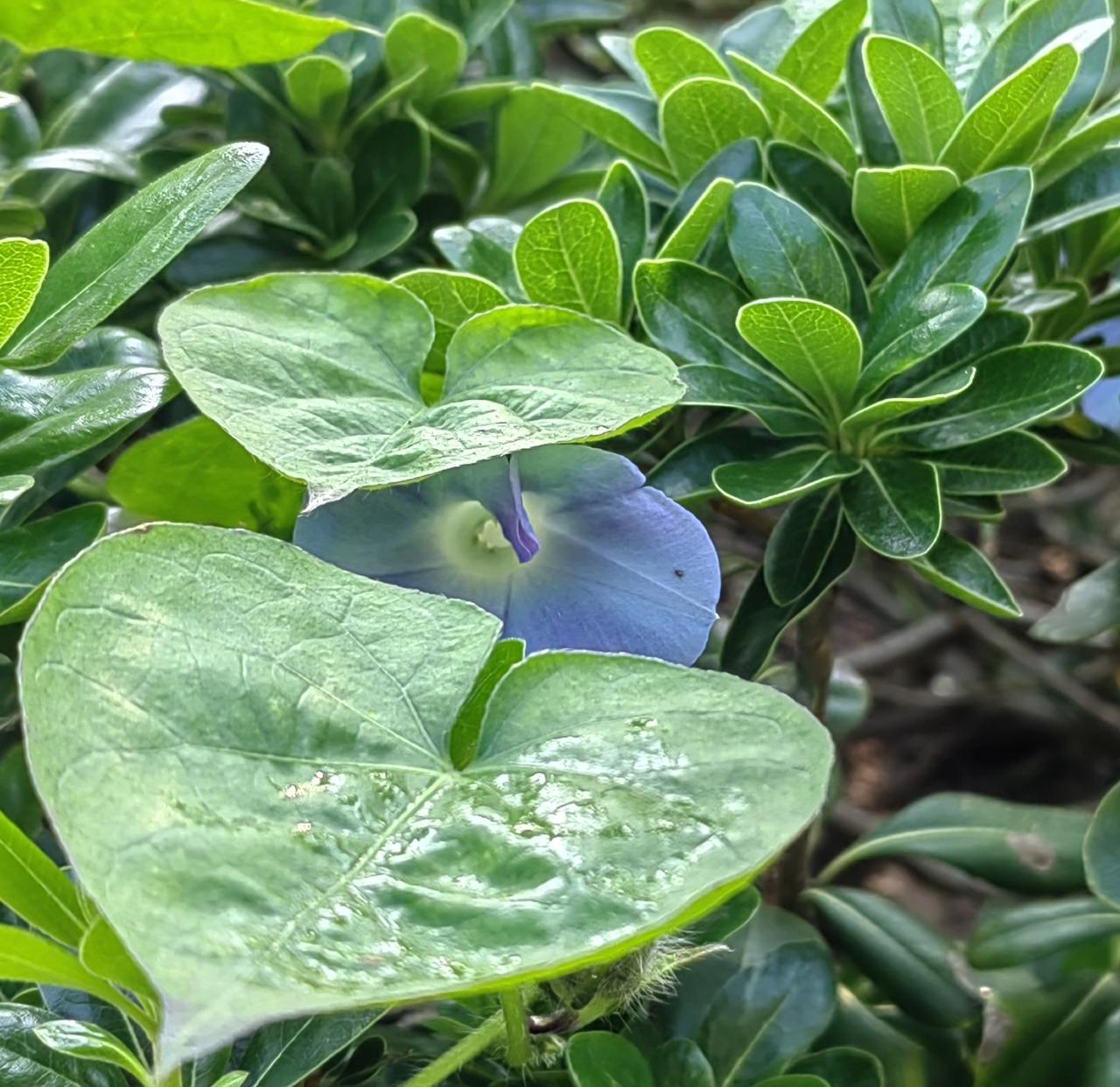 干生意不吆喝肯定不行，再好的货物没人理；吆喝“大”了肯定也不行，人人都认为那是吹