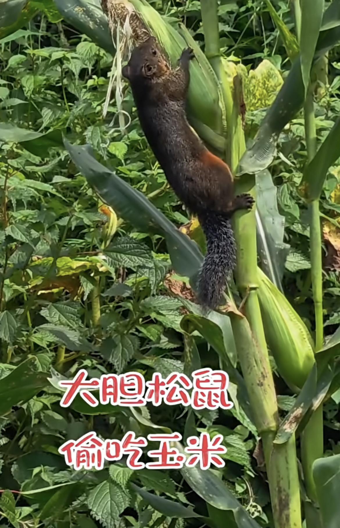 我的今日状态：😁轻松愉快
我这里的天气：🌧下雨
大胆松鼠，偷吃玉米🌽
见到