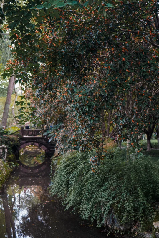 地铁直达❗成都赏桂花天花板，芳香“满城”