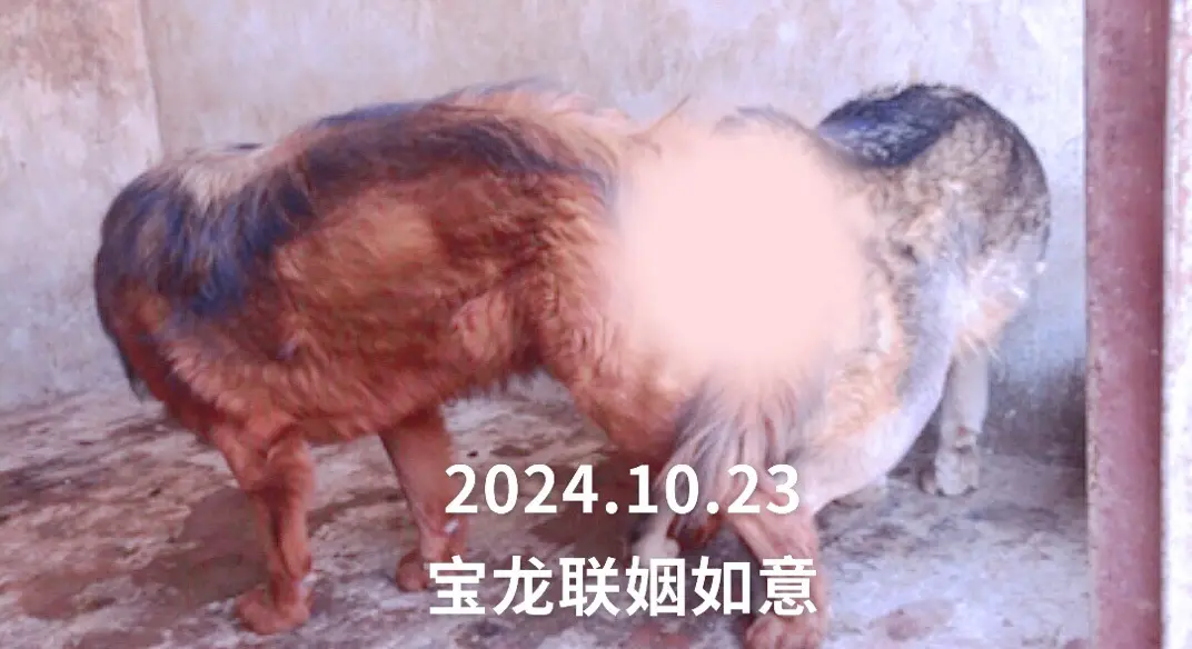 2024.10.23.屠龙后裔宝龙，联姻罗汉女儿如意。珍贵血脉传承。