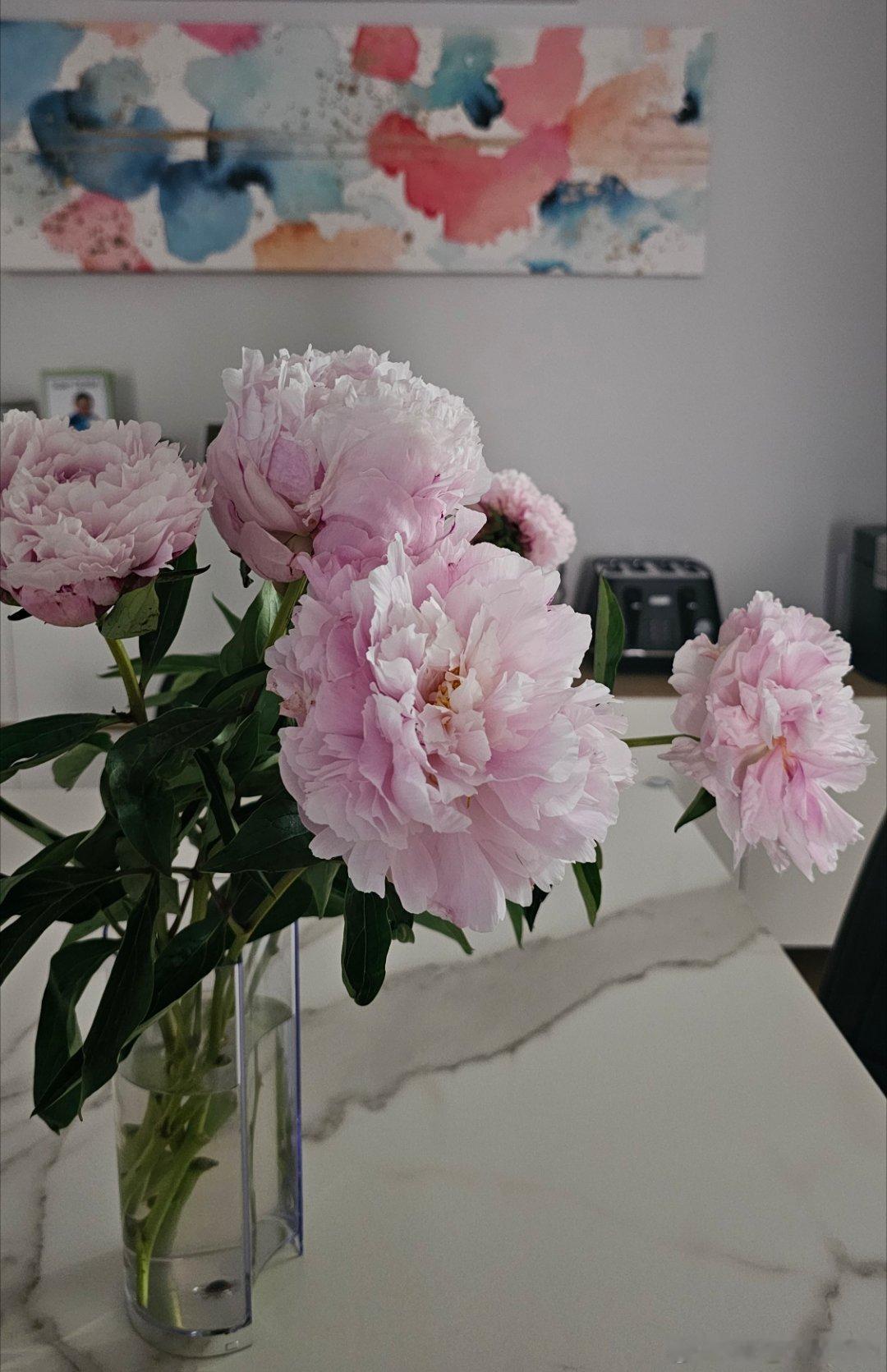 五朵终于全开了🌸不过也就快谢了
