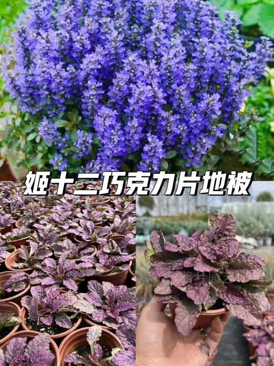 ✨姬十二巧克力片🍫梦幻花园必备