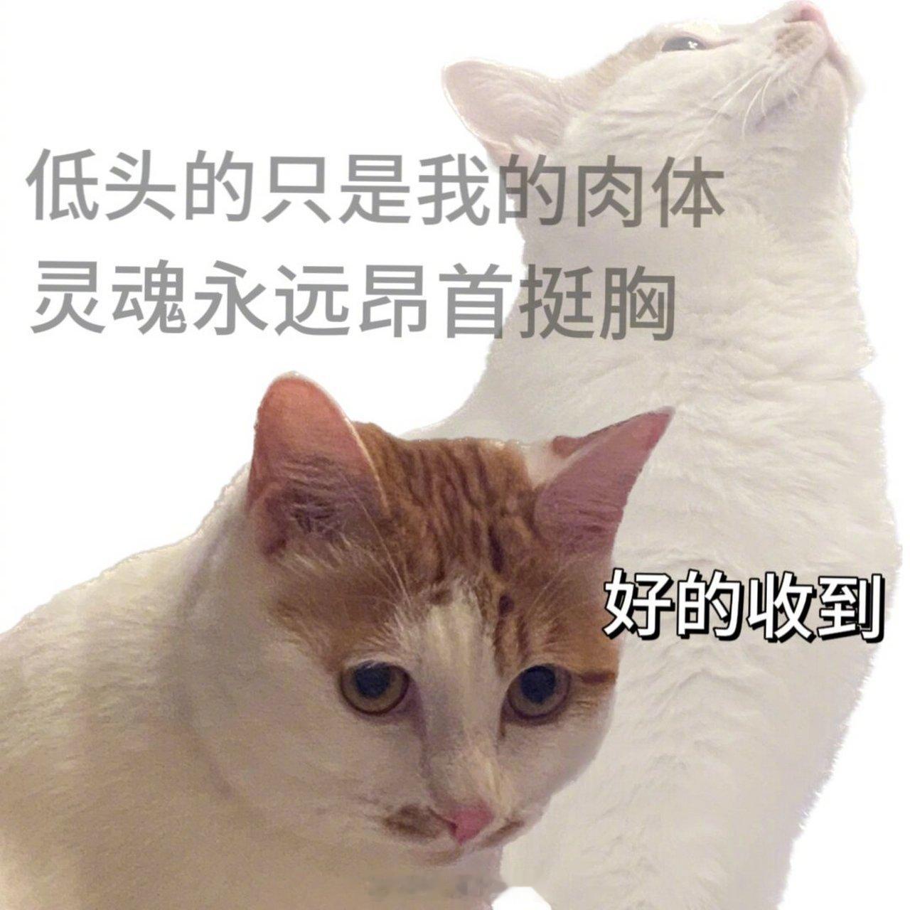 确诊为较真的职场新人设拒绝模糊化办公，所有工作落地要有准数。遇到不合理安排会礼貌