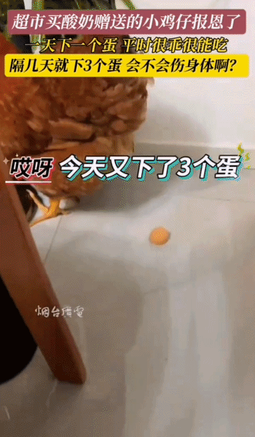 解释不清了，一只母鸡竟然一天能下三个鸡蛋！

近日，山东青岛的一位女士发视频说：