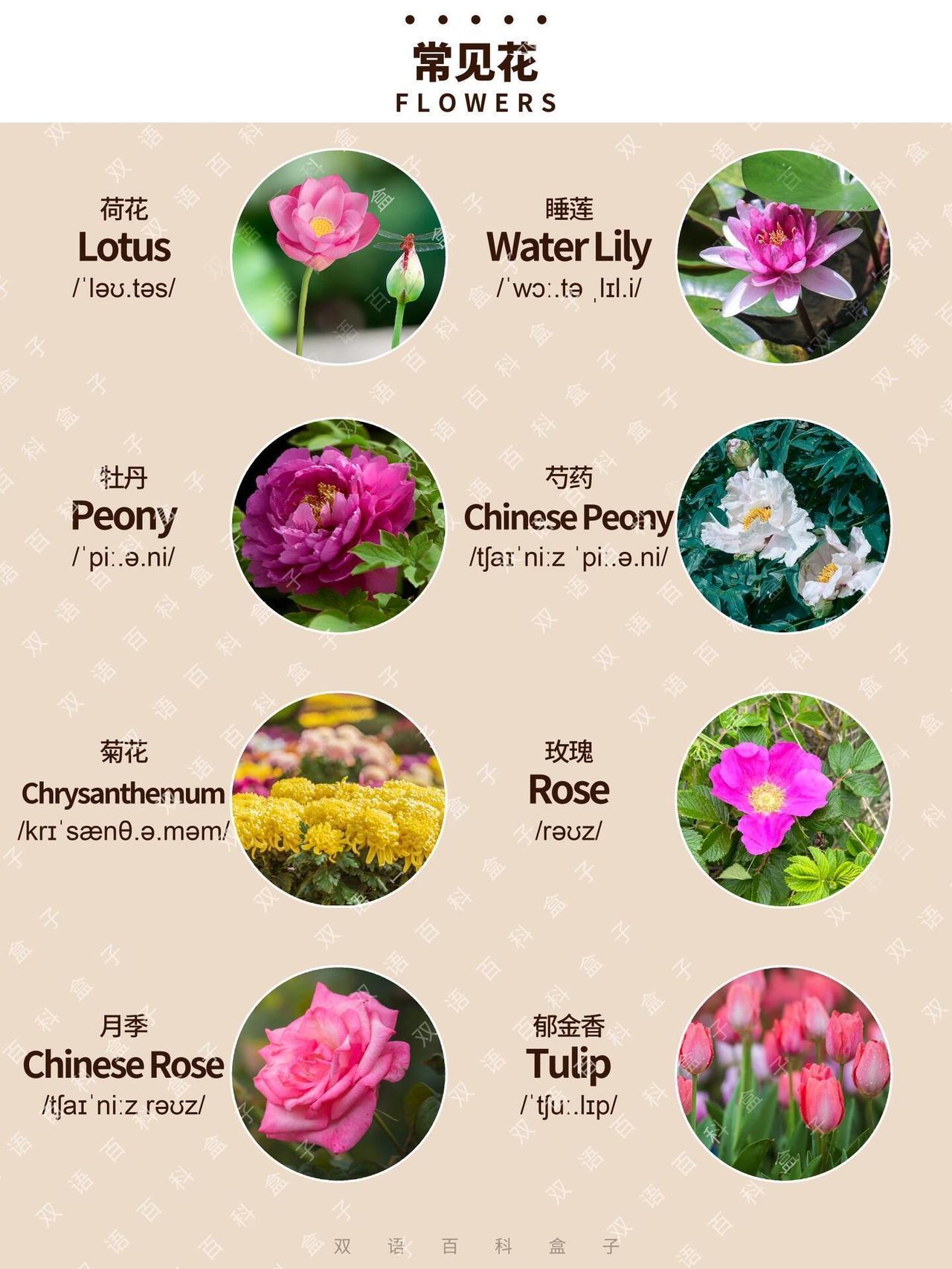 这64种常见的花卉用英语怎么说？