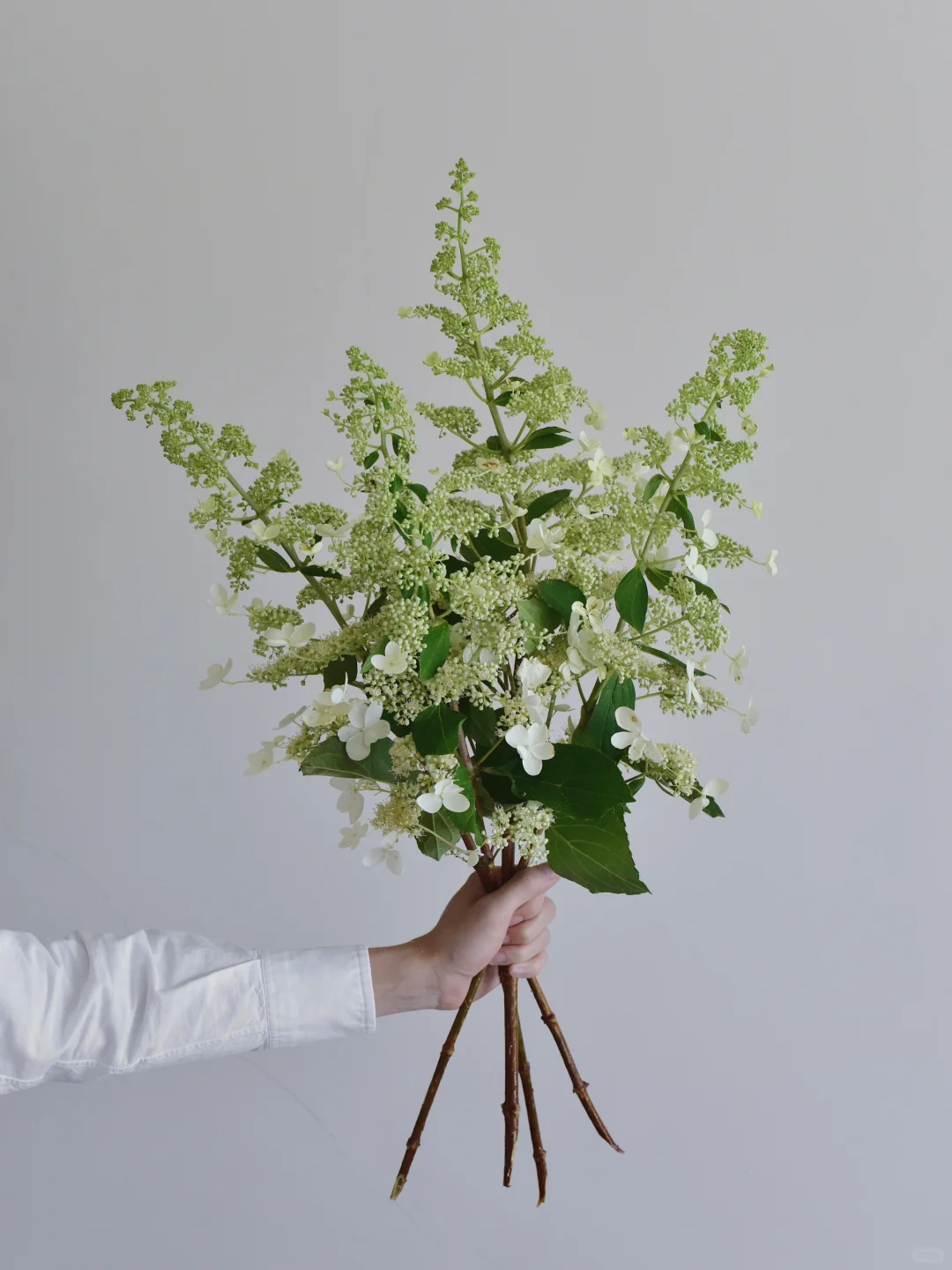 绣球·蕾丝花园