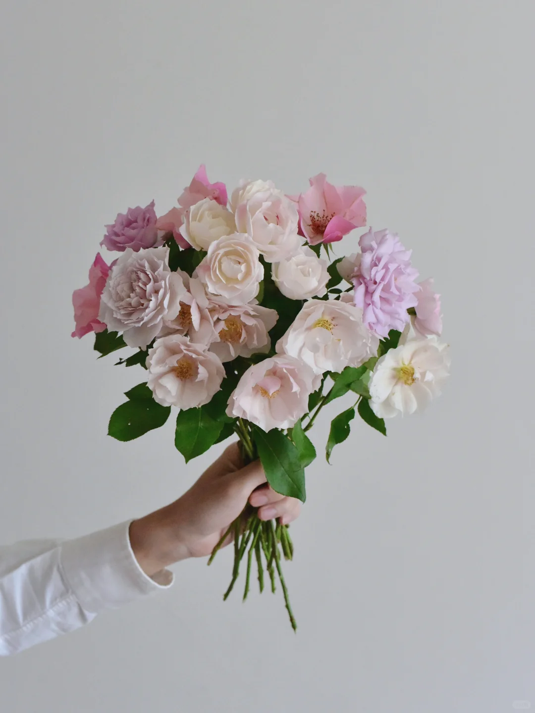 初见玫瑰园·单瓣混